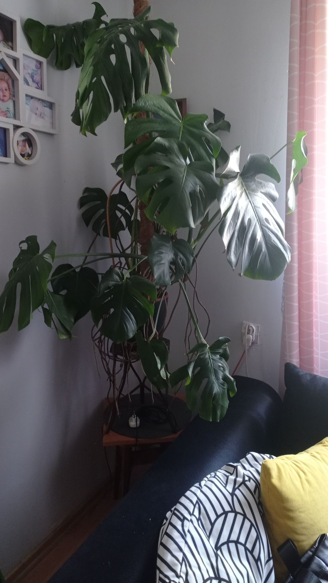 Monstera duża zdrowa