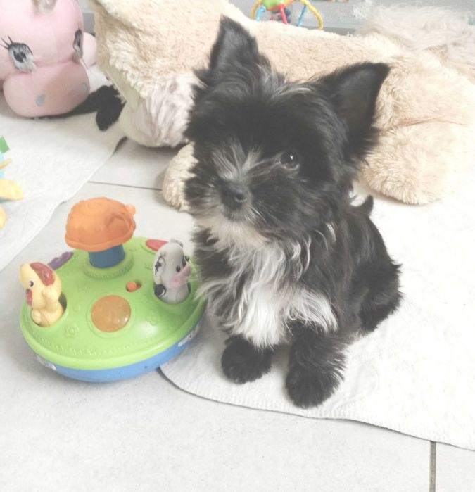 Yorkshire terrier chłopczyk Hugo