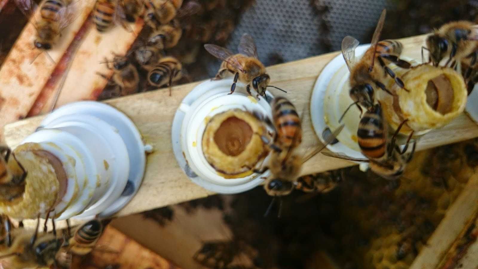 Matki pszczele czerwiące, unasiennione