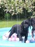 Labrador retriever piesek