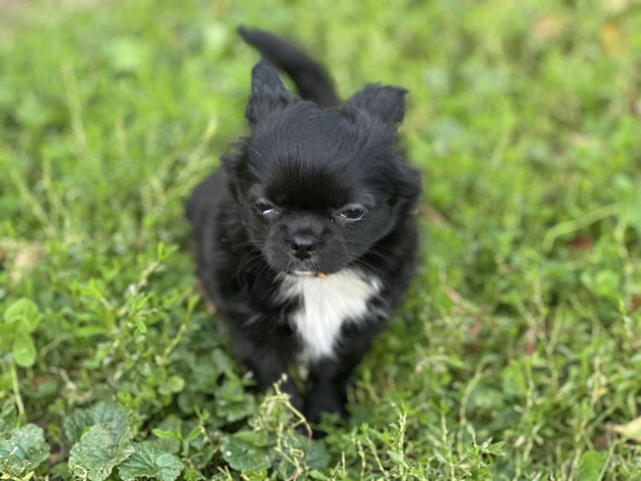 Chihuhua suczka długowłosa