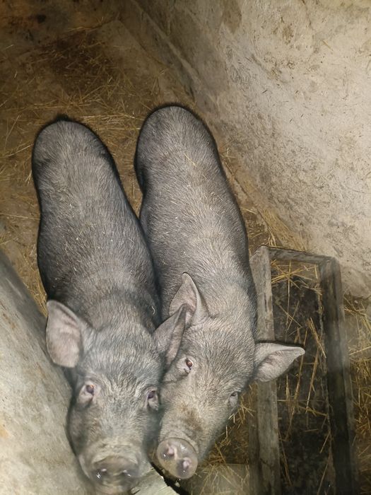 Продам в'єтнамських свиней