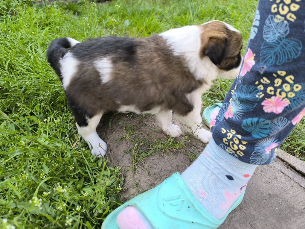 Border collie mix