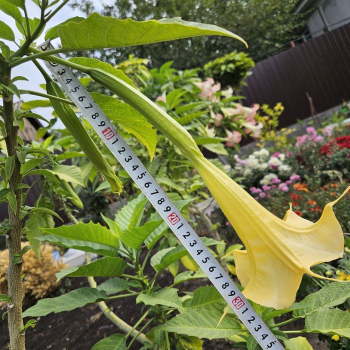 Бругмансия ароматная желтая трубы ангела дурман