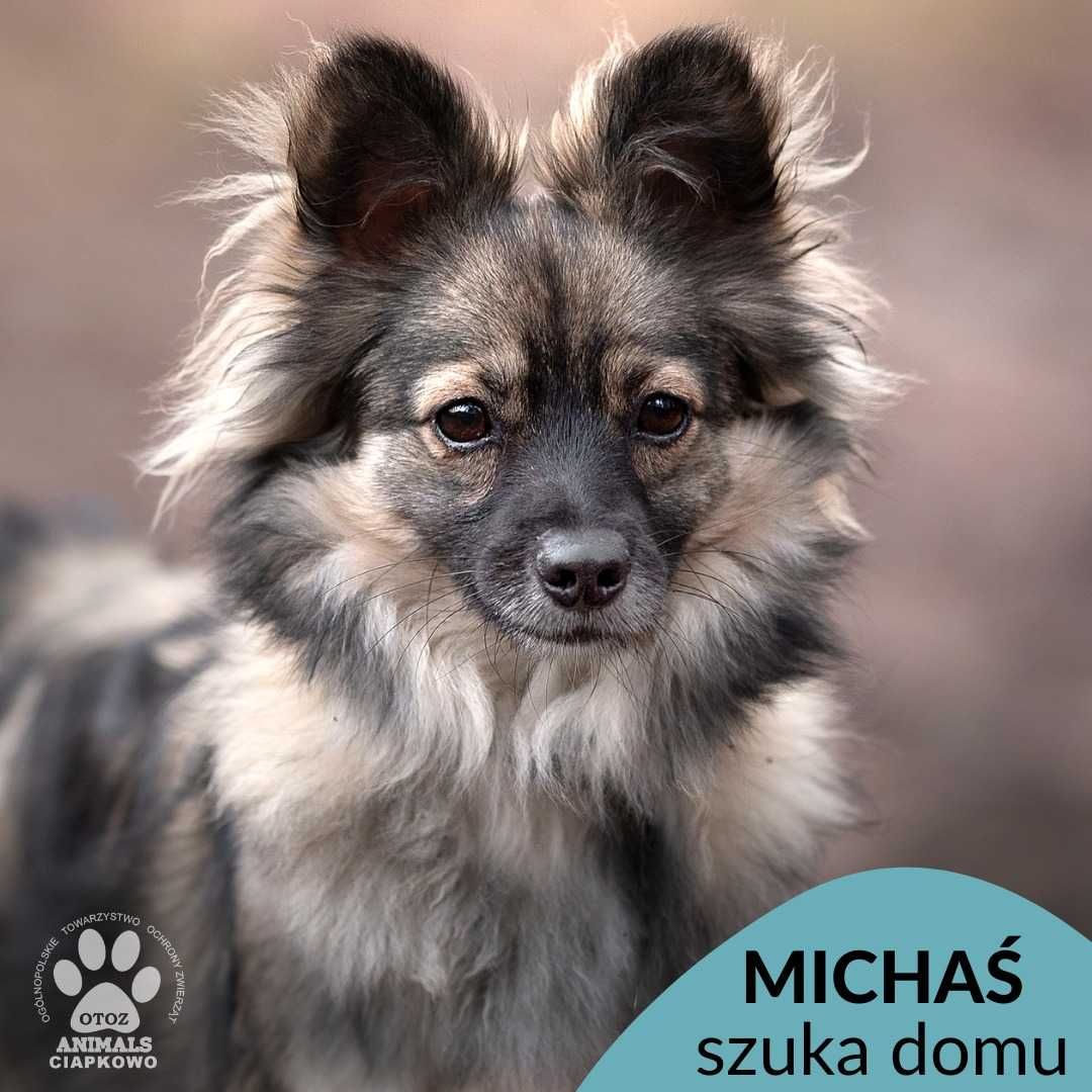 Wycofany Michaś szuka spokojnego domu! OTOZ Animals Ciapkowo.