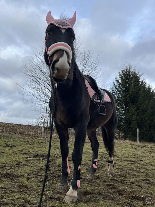 Siodlo wszechtronne 16,5cala