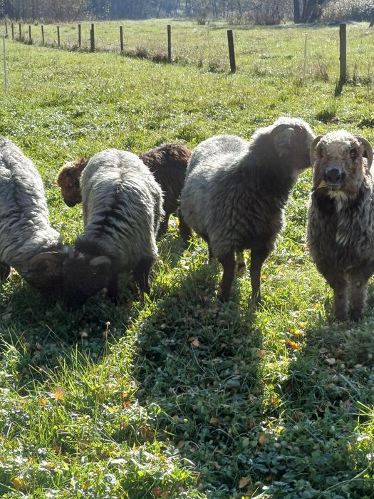 Sprzedam 4 owce i jagnię