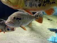 Cichla temensis 30cm+