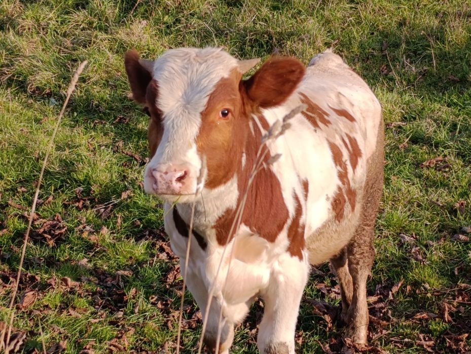 Бичок телятко теля