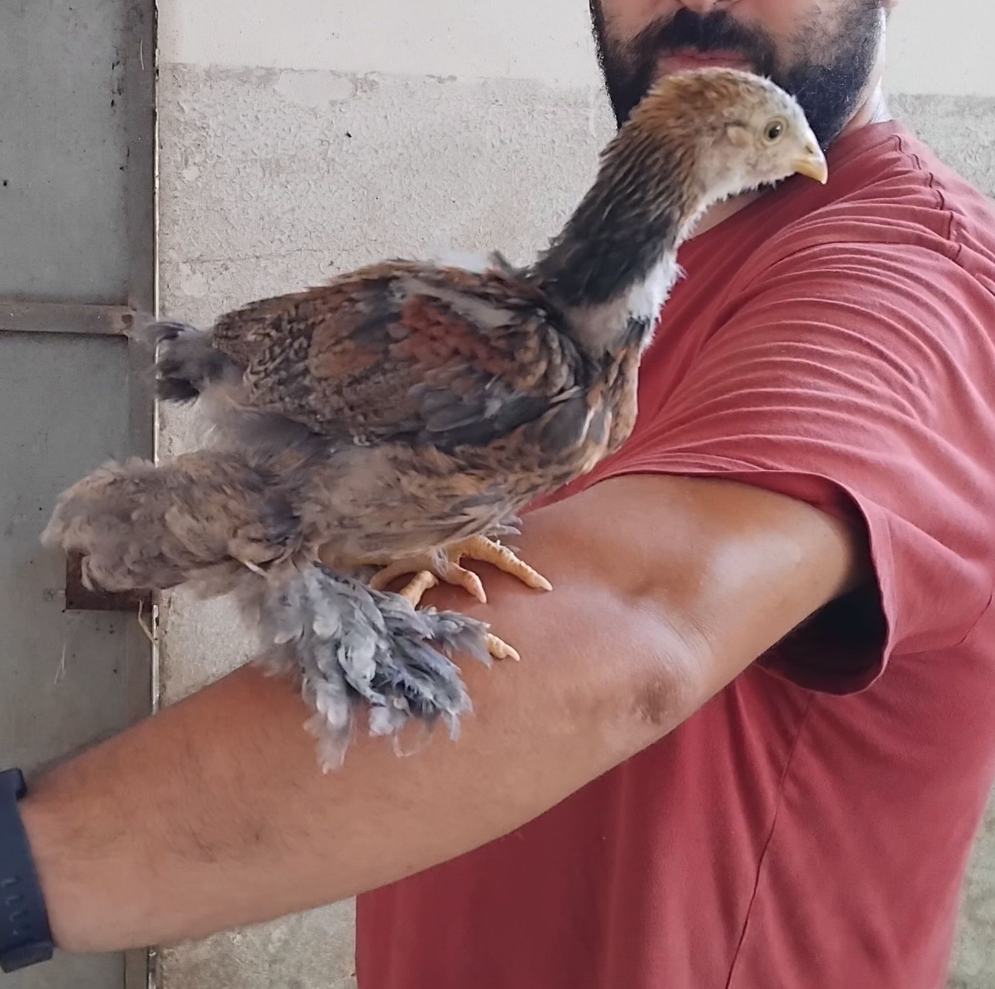 Pintos Brahma Perdiz