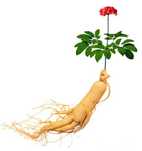 vendo 10 sementes Ginseng panax