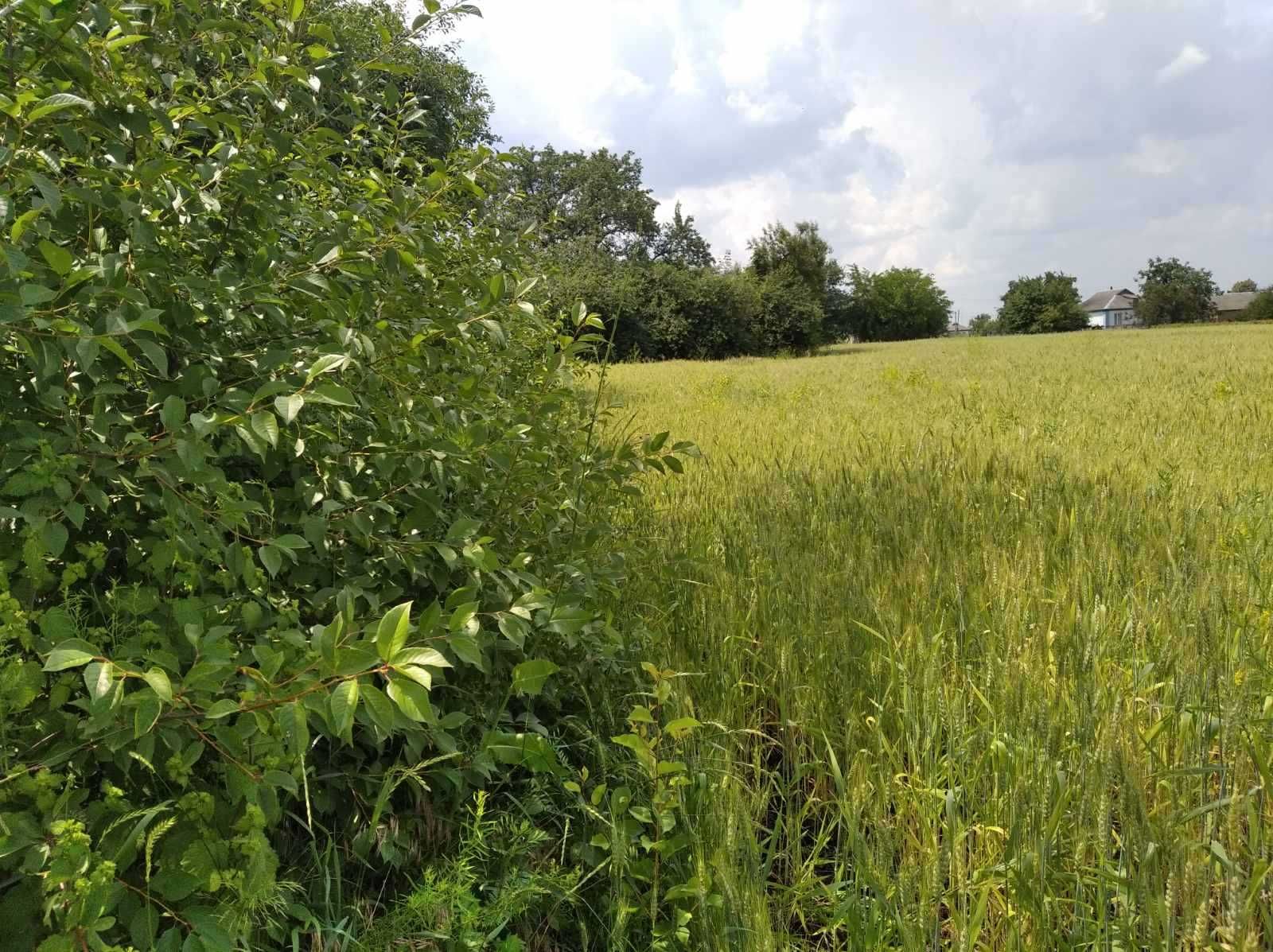 Продаю будинок з ділянкою 40 сот село Шрамки Полтавська область