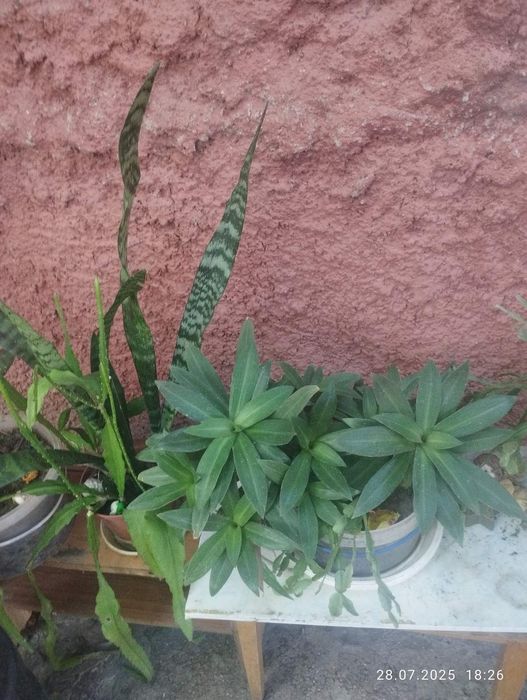 Продам недорого кімнатні рослини