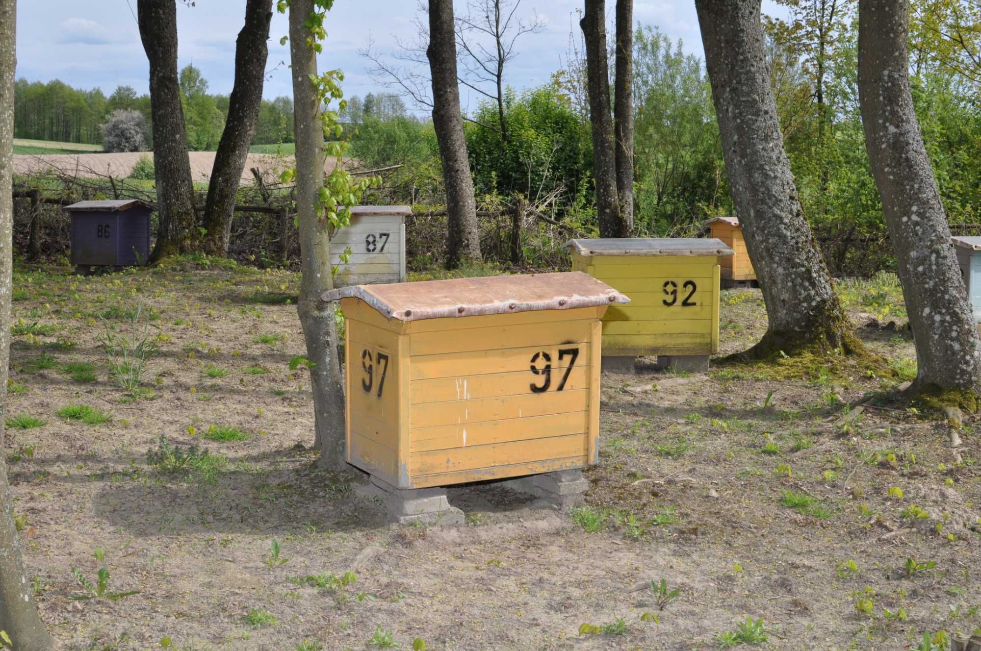 UL Warszawski poszerzany pszczoły