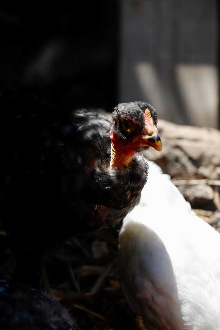Galos de Sedosa Showgirl, Sedosa Barbuda, Pedrês Portuguesa