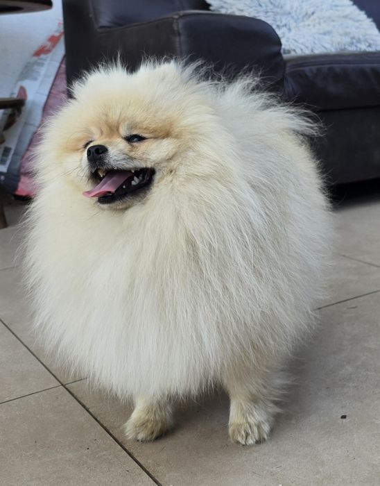 Pomeranian szpic miniaturowy zkwp FCI