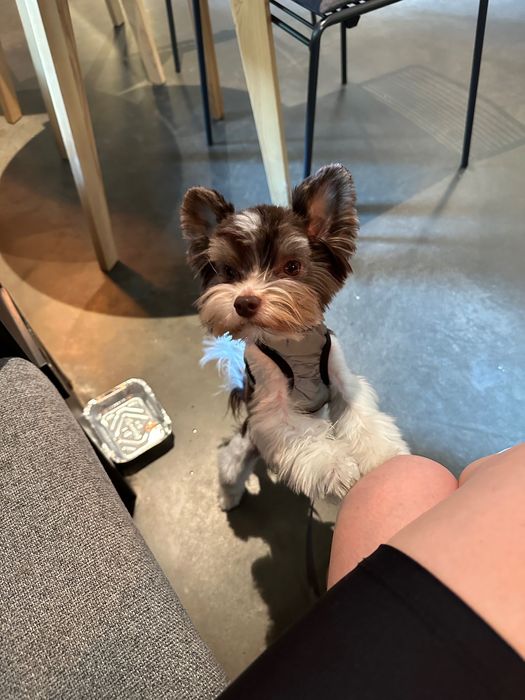 В’язка Біро Йорк