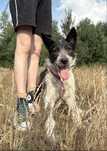 Roczna Pandzia w typie terrierka do adopcji
