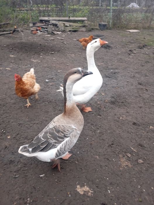 Продаю пару гусей