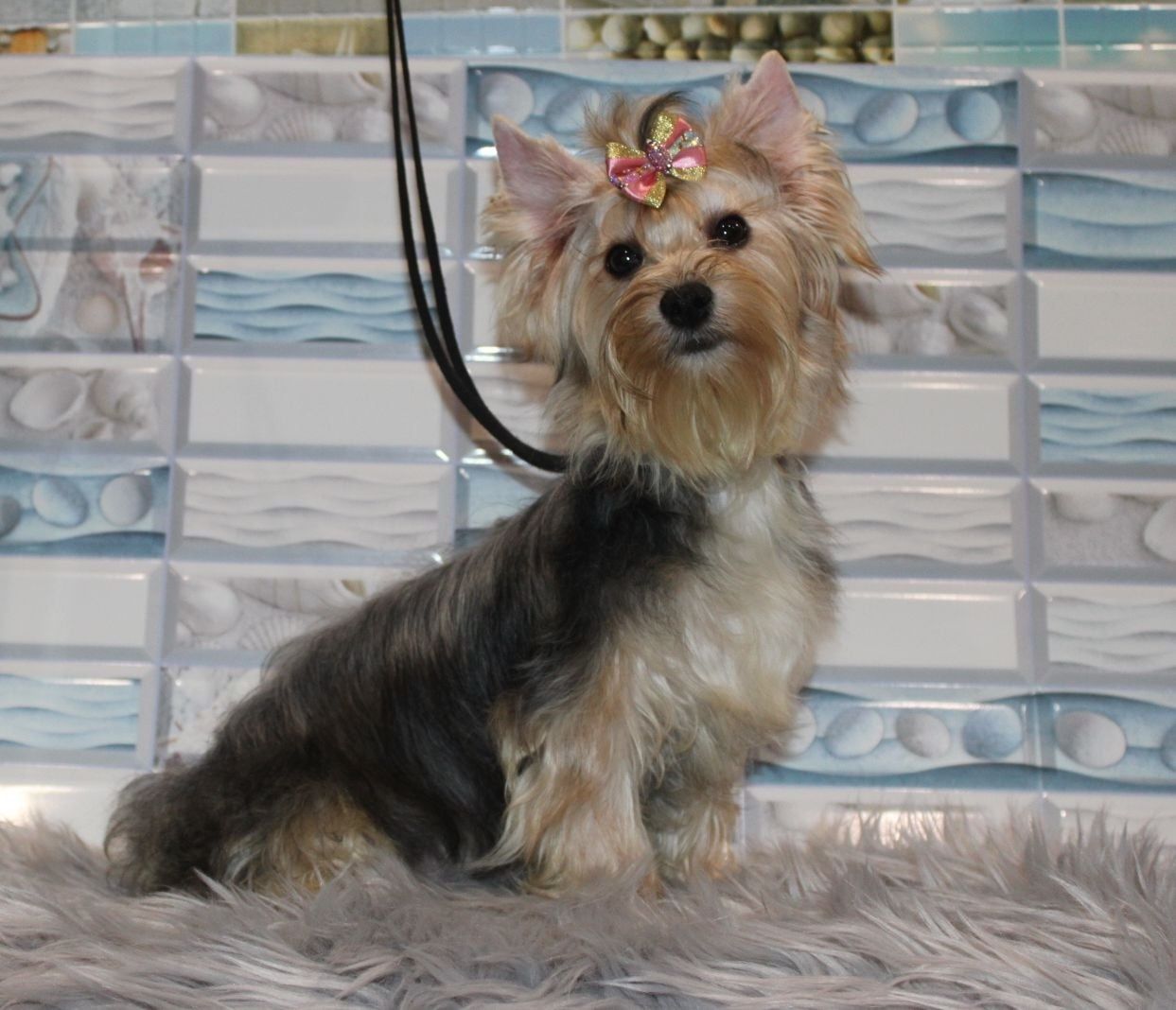 Yorkshire Terrier standardowa suczka