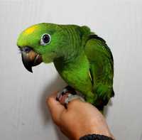 Говорящий,умный,ручной попугай Амазон