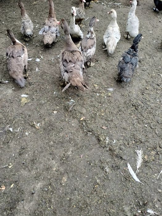 Kaczki drób staropolskie piżmowe  francuskie dworki