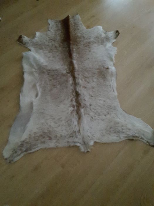 Pele de Cabrito Novo Preço