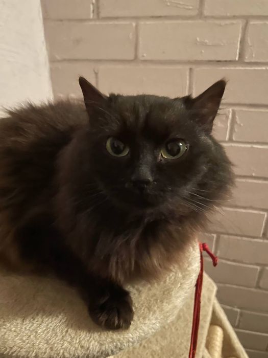 Тендітна красуня Пепсі шукає дім