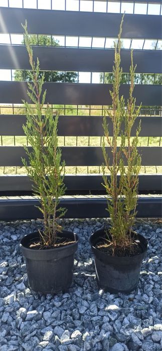Jałowiec blue arrow - 4 letnie sadzonki
