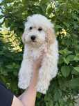 Bichpoo, poochon, Bichon Frise, pudel, pies gotowy do odbioru