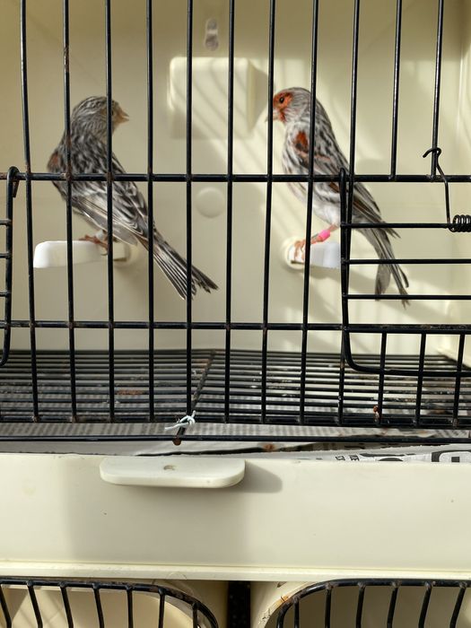 Canarios agata mosaico vermelho/ timbrados espanhol