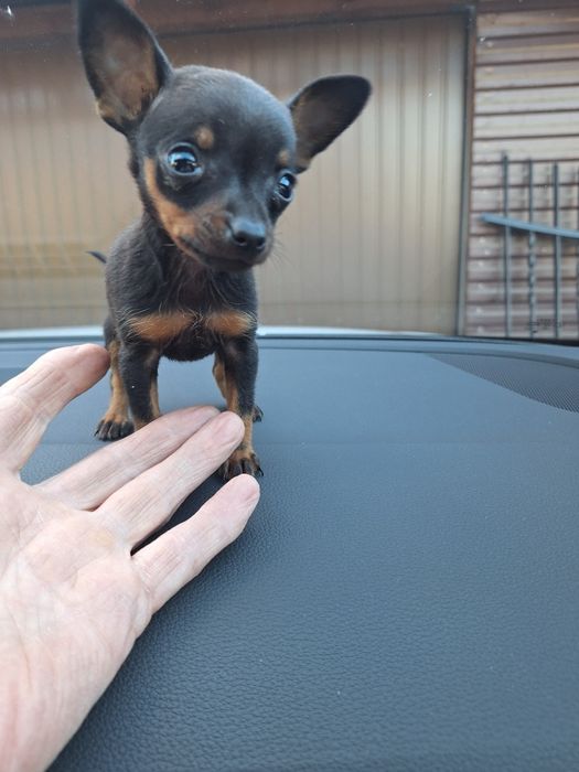 Ratlerek krysalik prawdziwa unikatowa miniaturka