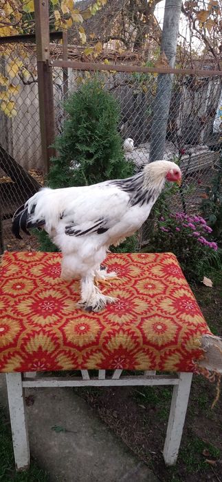 Піники світлої брами