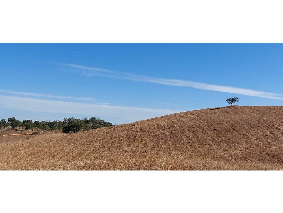 HERDADE (29 ha)