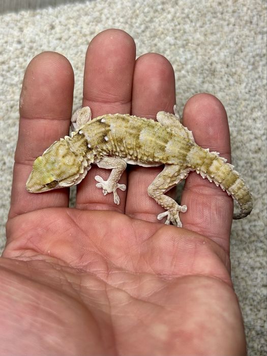 Gekon białoplamy Tarentola annularis