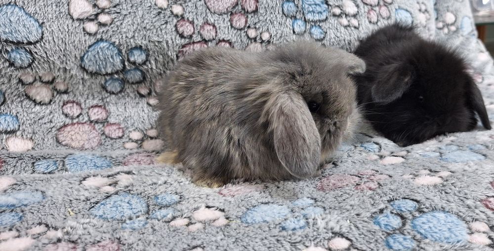 Króliczek Baranek Mini Lop