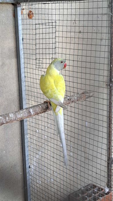 Ring necks machos e femeas varias mutações