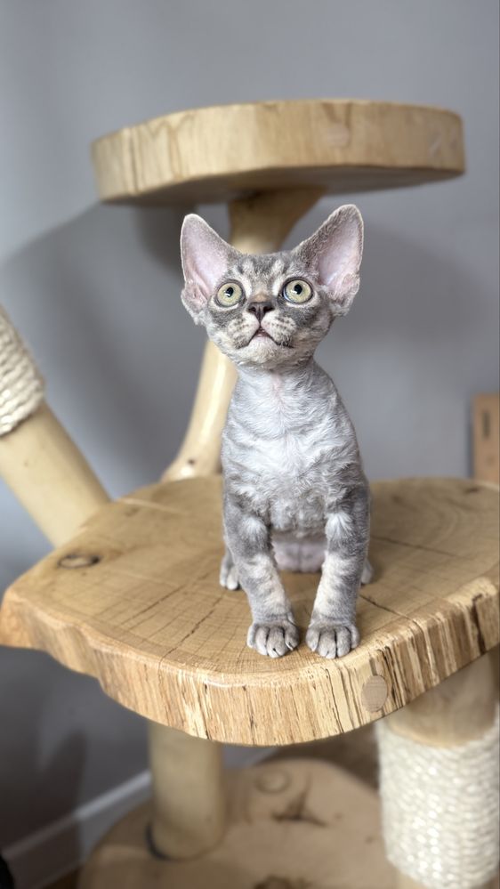 Devon rex jojo Kocurek