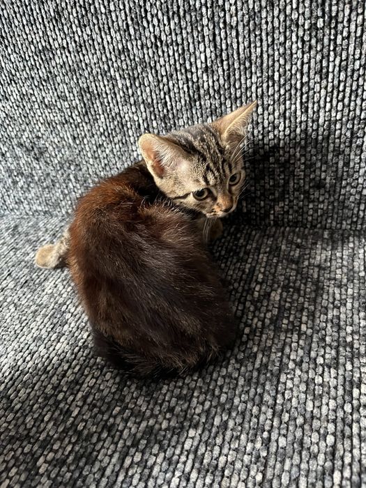 Віддаю котиків в добрі руки < 3