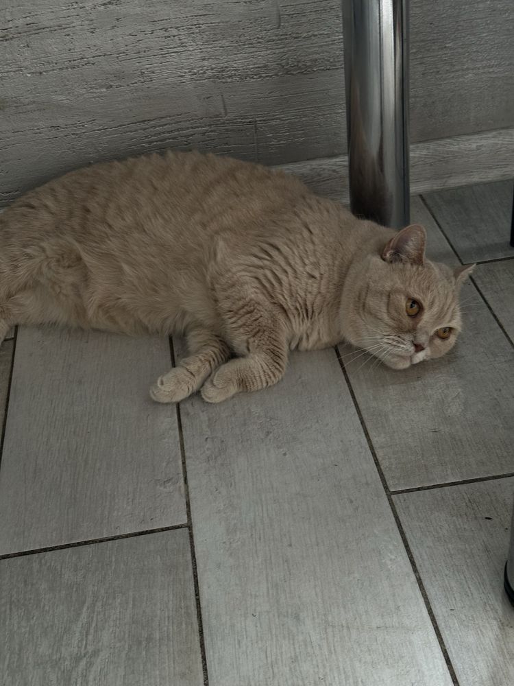 Котик и кошечка только в любящие ручки