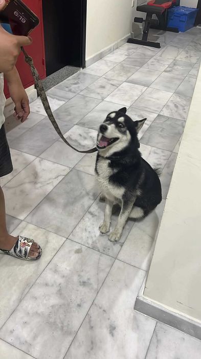 Pozytywny Zoro, przyjaciel ludzi i psów szuka domu