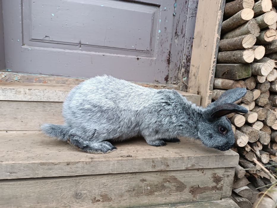 Кролі полтавське срібло