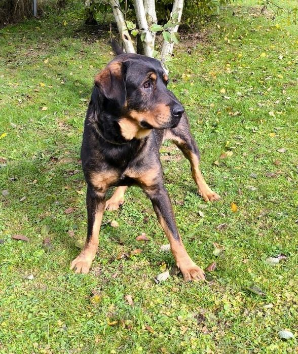 Psiak w typie Rottweilera szuka dom
