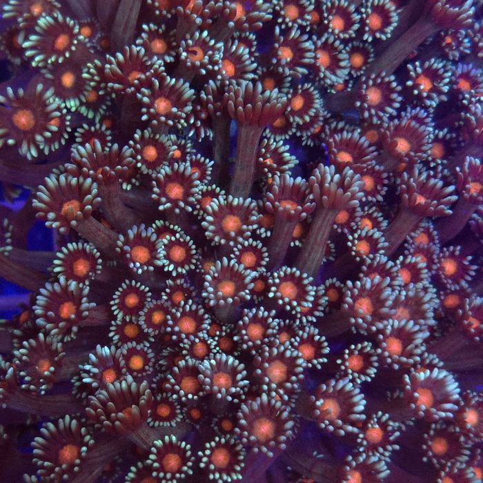Goniopora Premium Blue Red Eye matecznik WYSIWYG #1