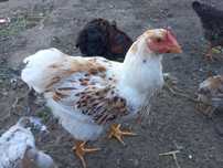 Kogut Sussex/Rhode Island Red
