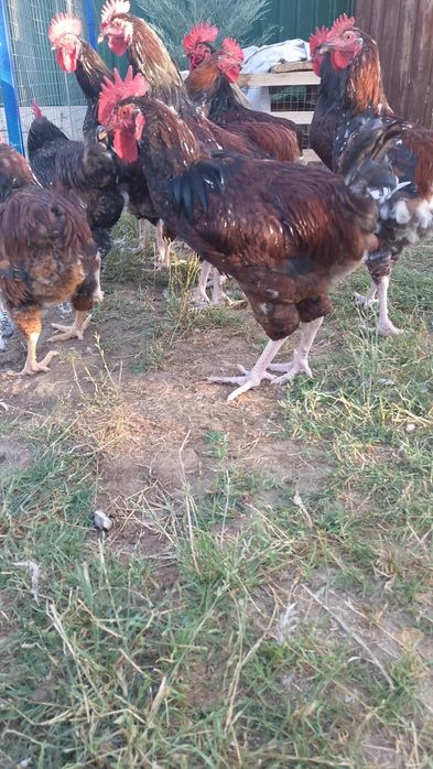 Лівенська ситцева