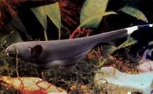 Apteronotus Albifrons (Faca Fantasma)