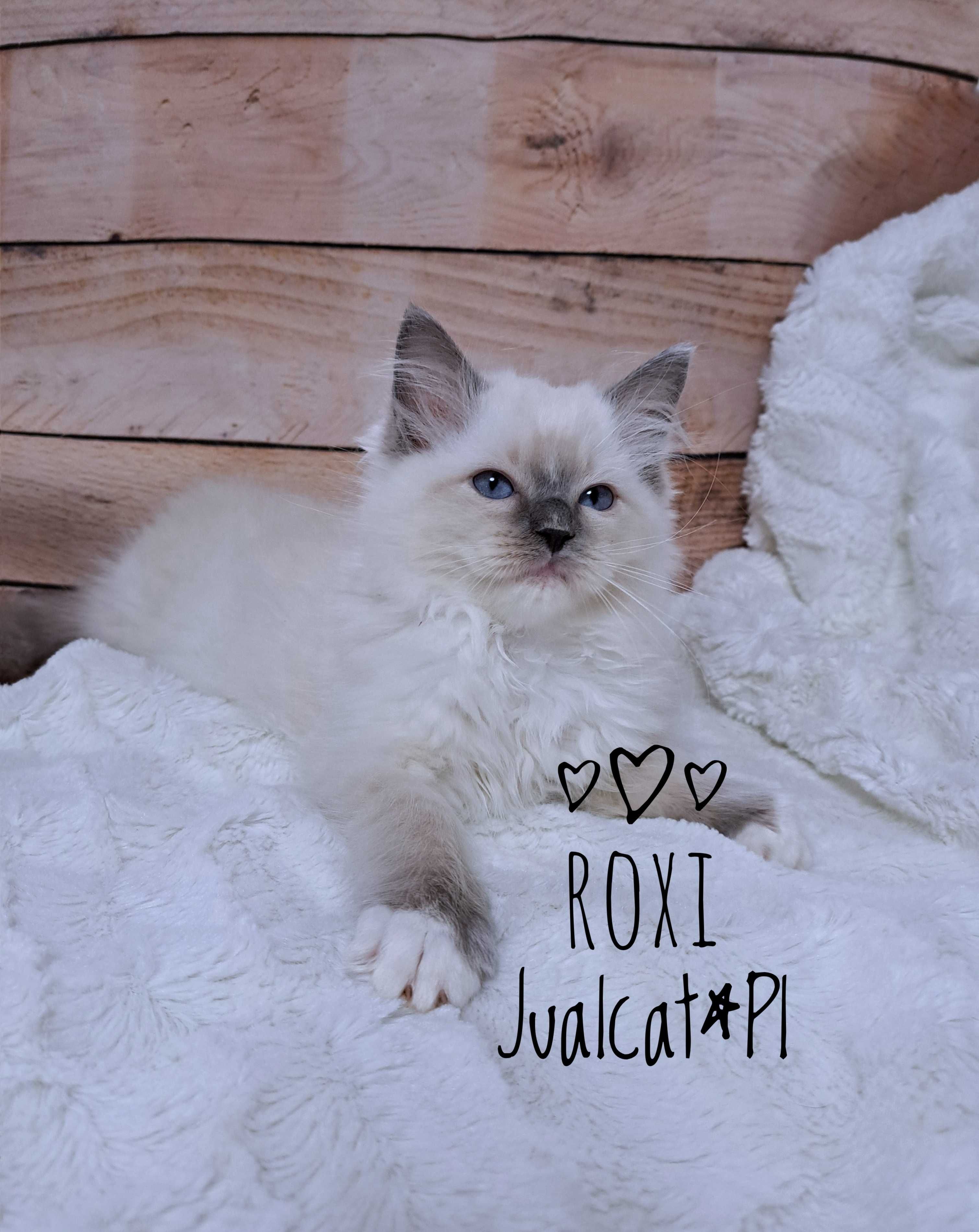 RAGDOLL Kotka koteczka blue mitted Rodówod FPL do ODBIORU