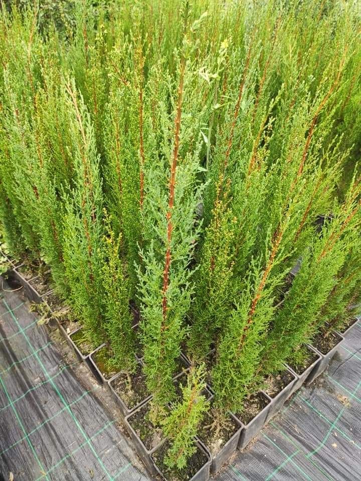 Cupressus sempervirens Toten