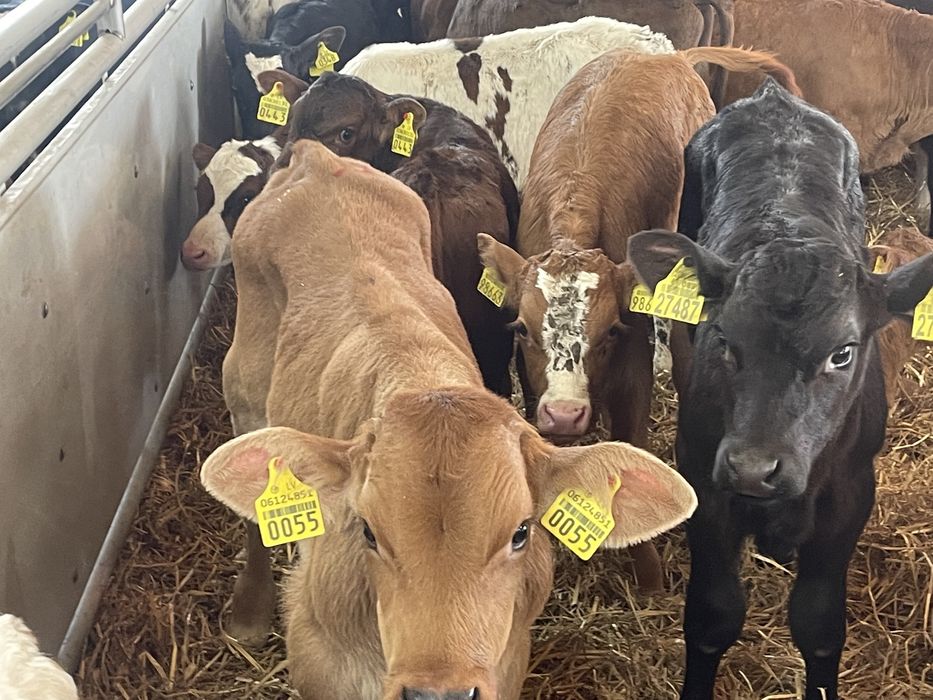 Cielaki byczki jałóweczki